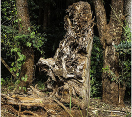 Preacher Tree, Kharura Forest 2018, Archival pigment print